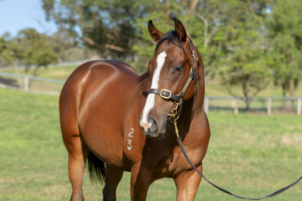 Lot 168: Pinatubo (IRE) / Diorissima