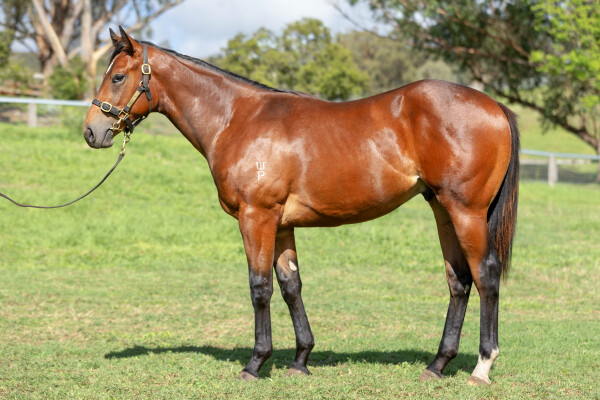 Lot 243: King's Legacy / Gemini Miss