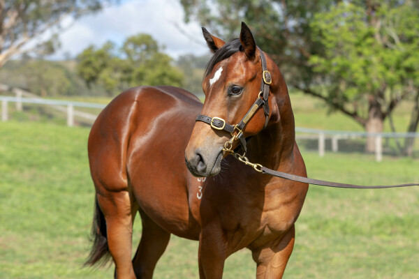 Lot 243: King's Legacy / Gemini Miss