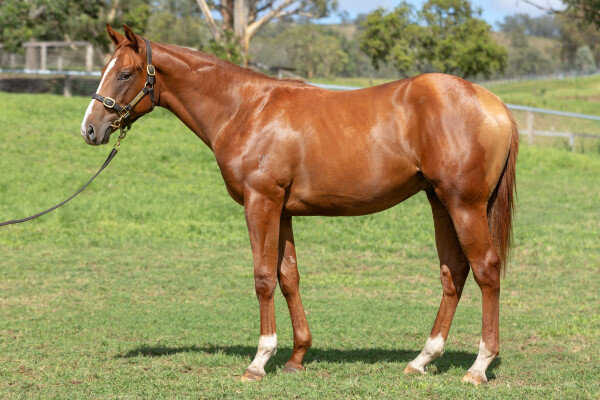 Lot 273: All Too Hard / Happy Event