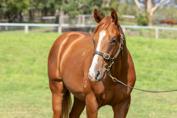 Lot 273: All Too Hard / Happy Event