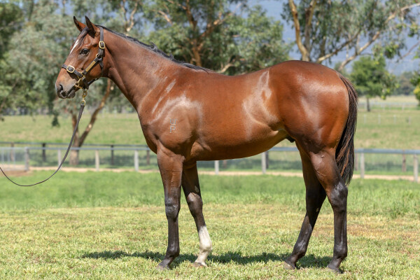 Lot 289: Russian Revolution / Hermosa Beach