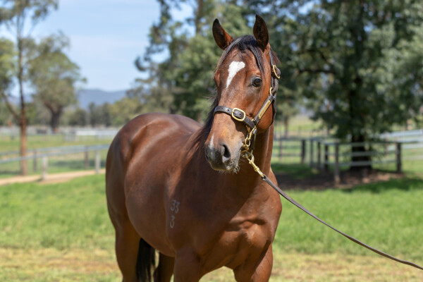 Lot 289: Russian Revolution / Hermosa Beach