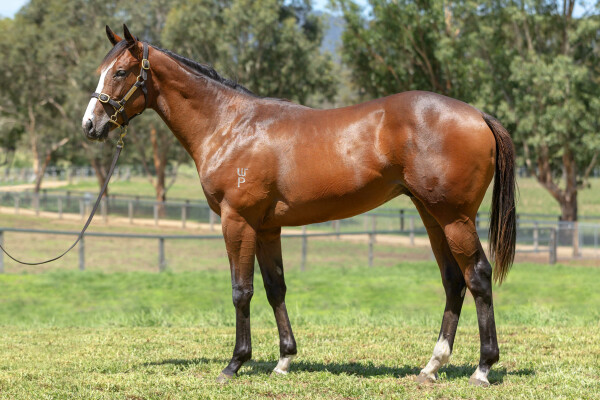 Lot 321: Hellbent / Indarra (NZ)