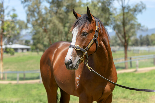 Lot 321: Hellbent / Indarra (NZ)