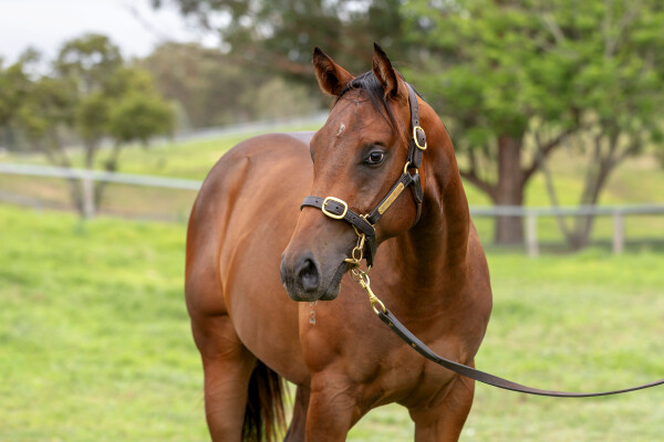 Lot 422: Russian Revolution / Mirjulisa Lass