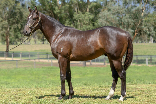 Lot 424: Captivant / Miss Chaparral