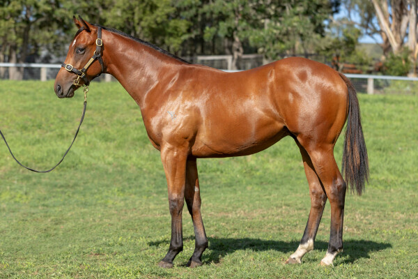 Lot 463: Acrobat / Musicmaker