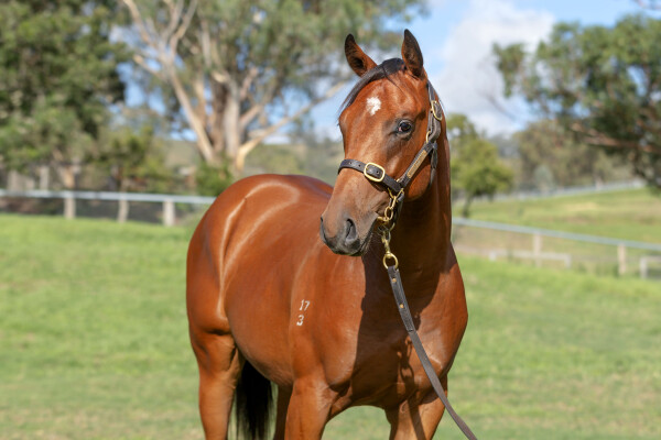 Lot 463: Acrobat / Musicmaker