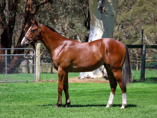 Lot 38: Bivouac / Artisanale (GB)