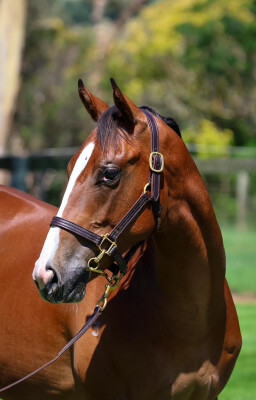 Lot 38: Bivouac / Artisanale (GB)