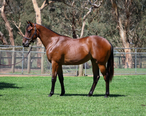 Lot 705: Exceedance / Sweet Ginger