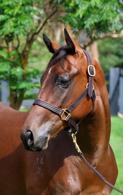 Lot 705: Exceedance / Sweet Ginger