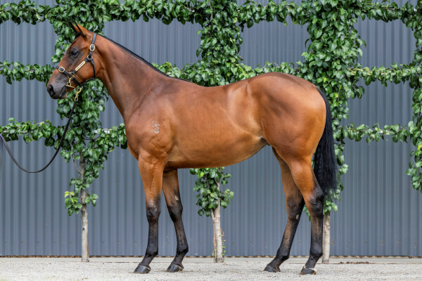 Lot 507: Home Affairs / Panna Cotta