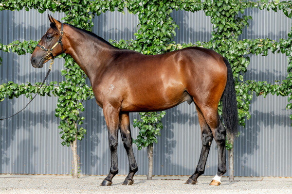 Lot 565: Tarzino (NZ) / Rare Delight