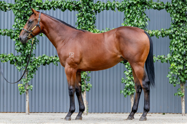 Lot 589: Tassort / Rockthenightaway