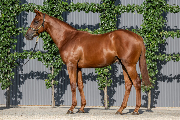 Lot 698: Almanzor (FR) / Summer's Day (NZ)