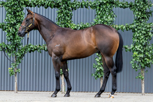 Lot 724: North Pacific / Thunder Raider