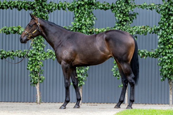 Lot 789: Street Boss (USA) / Wrapsody