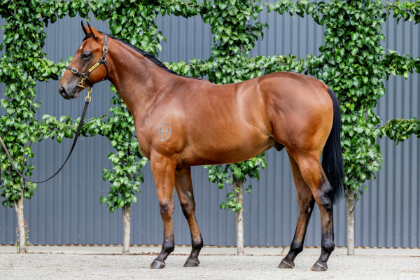 Lot 793: Capitalist / Ygritte