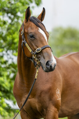 Lot 309: Spirit of Boom / I'm Rosie