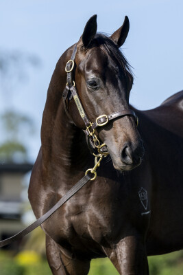 Lot 392: Shamus Award / Lot Three Four One