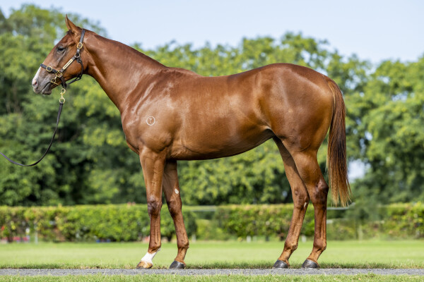 Lot 412: Written Tycoon / Maui Girl