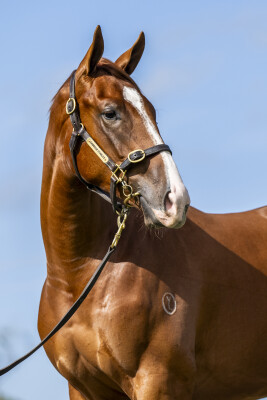 Lot 412: Written Tycoon / Maui Girl
