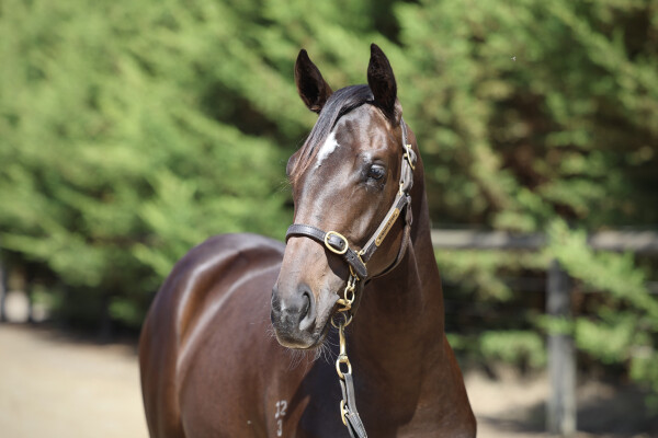 Lot 1: Shamus Award / A Pinch of Salt