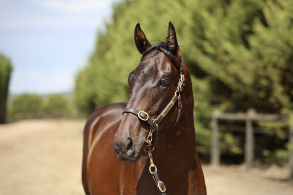 Lot 143: Shamus Award / Dasoudi (NZ)