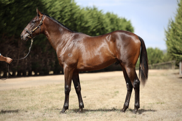 Lot 143: Shamus Award / Dasoudi (NZ)