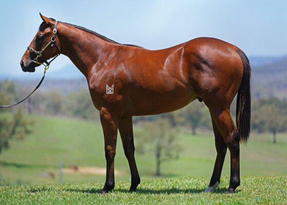 Lot 551: Capitalist / Putting on Airs