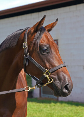 Lot 551: Capitalist / Putting on Airs