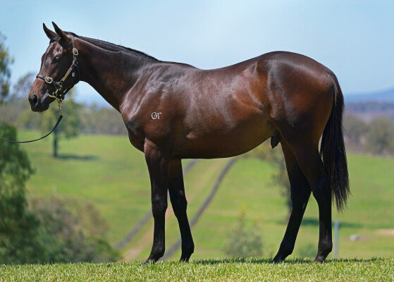 Lot 27: Hellbent / Anisha