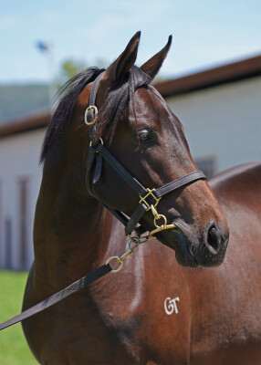 Lot 27: Hellbent / Anisha