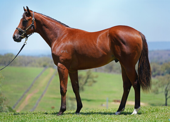 Lot 636: King's Legacy / Sheza Gypsy