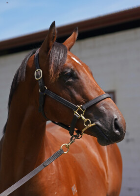Lot 636: King's Legacy / Sheza Gypsy