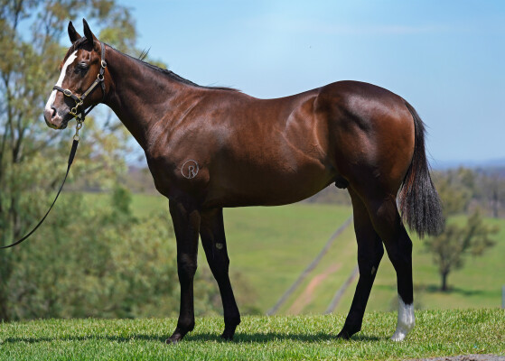 Lot 348: Brutal (NZ) / Kascata