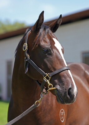 Lot 348: Brutal (NZ) / Kascata