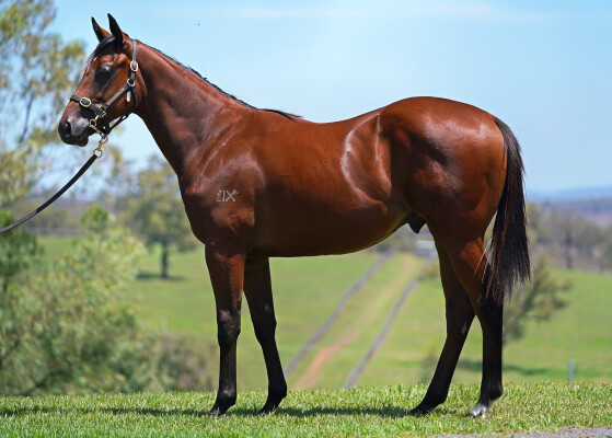 Lot 611: Prague / Scarlet Begonias (NZ)