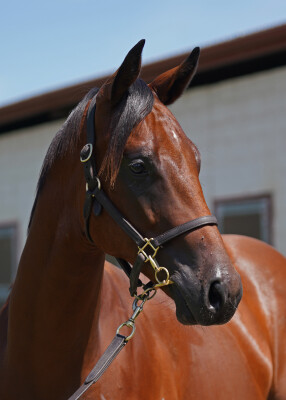 Lot 611: Prague / Scarlet Begonias (NZ)