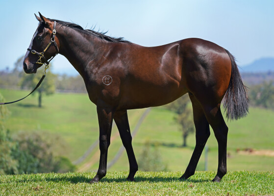 Lot 21: Toronado (IRE) / Amore (NZ)