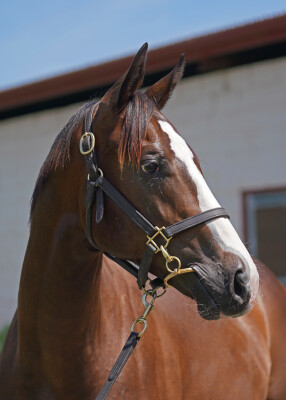 Lot 21: Toronado (IRE) / Amore (NZ)
