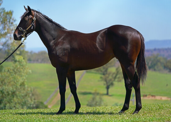 Lot 388: Hellbent / Lonhspresso