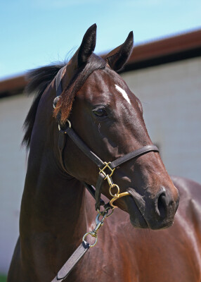 Lot 388: Hellbent / Lonhspresso