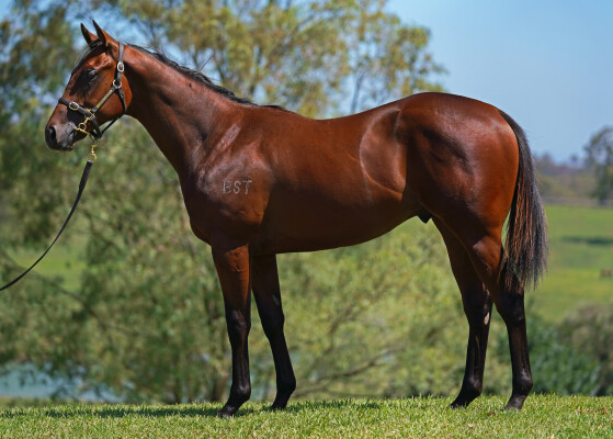 Lot 79: Nicconi / Broadway Harmony