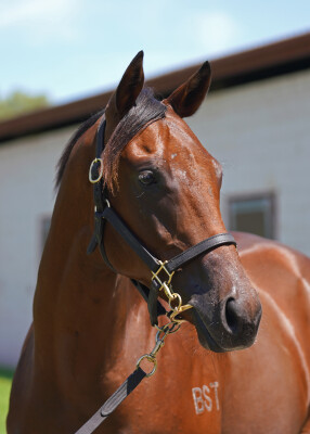 Lot 79: Nicconi / Broadway Harmony