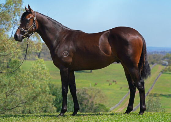 Lot 614: Cosmic Force / Scotia (NZ)