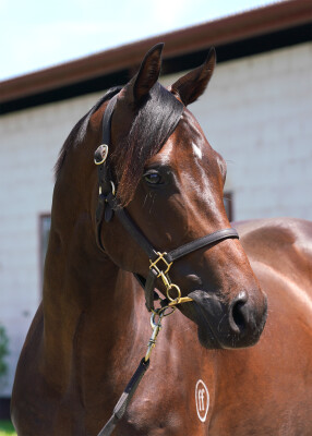 Lot 614: Cosmic Force / Scotia (NZ)