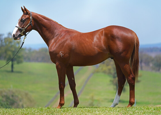 Lot 237: Harry Angel (IRE) / Foxy Touch